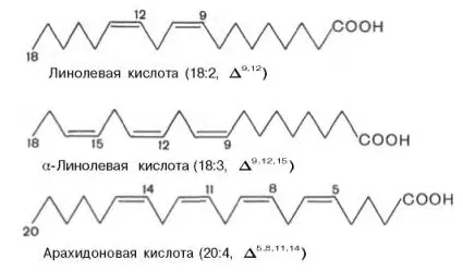 Схематическое изображение трех жирных кислот: линолевой (18:2), альфа-линоленовой (18:3) и арахидоновой (20:4). Каждая кислота представлена в виде цепочки атомов углерода с группами COOH, сопровождаемыми обозначениями количества двойных связей.